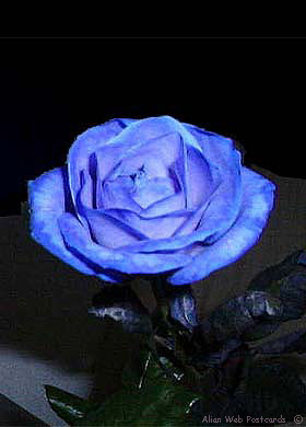 Une rose pour vous....